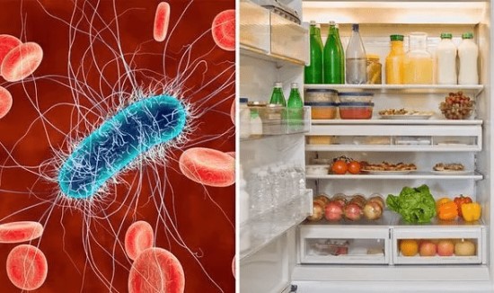 Vi khuẩn và nấm mốc phát triển trong tủ lạnh