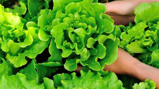 Một số rau củ có nhiều đất cát bám